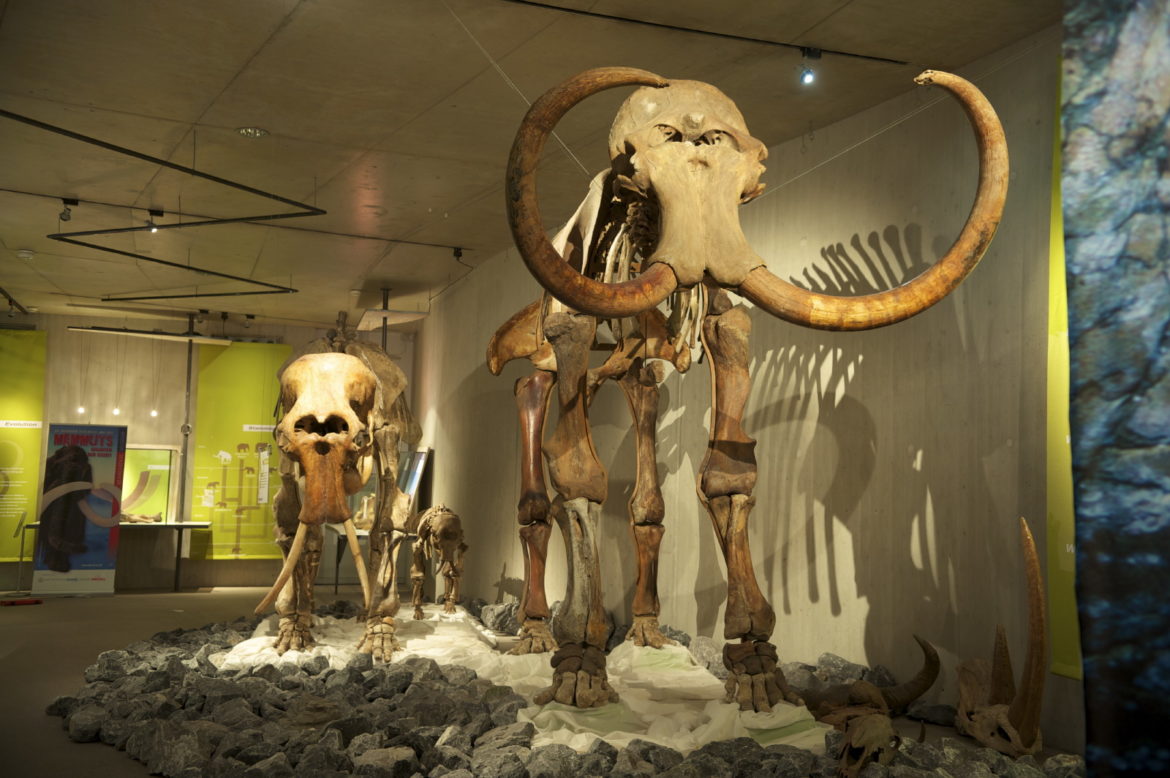 Mammutskelett Rekonstruktion