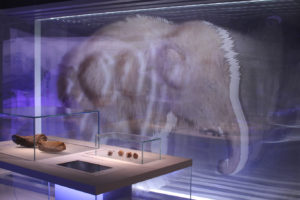 Ausstellung staatliches Museum für Archäologie in Chemnitz