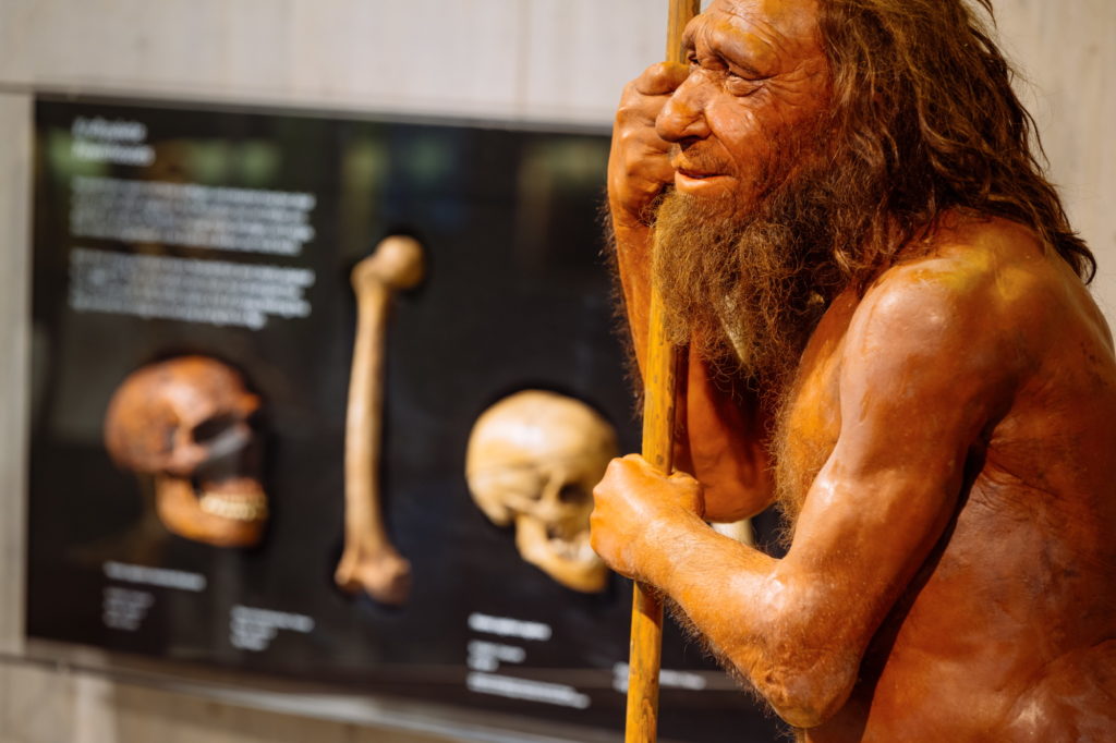 Mr. N steht vor einer Vitrine in der Abgüsse des Neanderthalerfundes gezeigt werden.