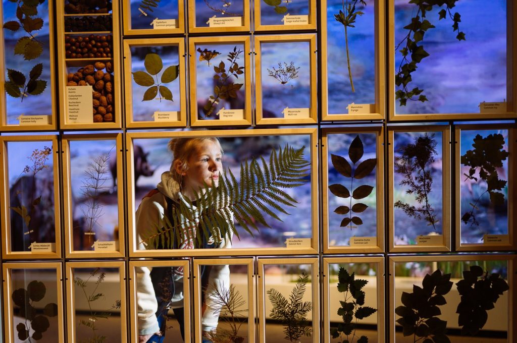 Ein Junge betrachtet Pflanzen in der großen Herbarienwand, welche gegenüber der Klimawand steht.