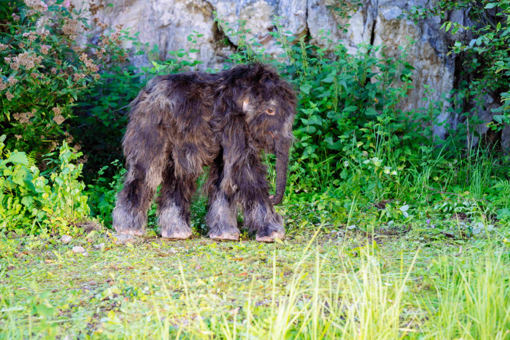 Tinka, die Rekonstruktion des Wollhaarmammutbabys, steht hier im Tal im Gras vor einer Felswand.