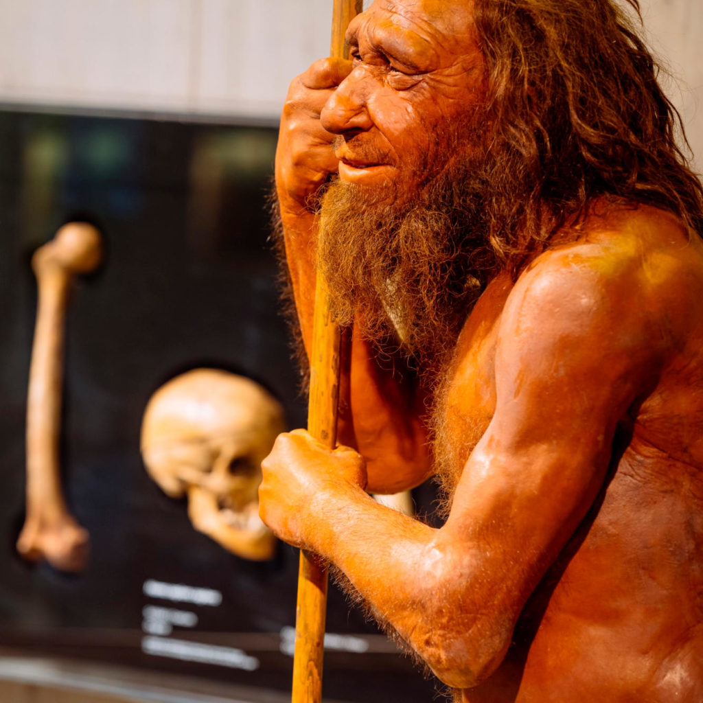 Seitliches Porträt der Rekonstruktion des im Tal gefundenen Neanderthalers.